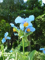 P1040077Tibet-Scheinmohn.JPG