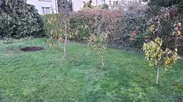 2022-11-25 Loch für Pfirsich-01.webp