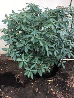 Rhodo-Pflanzung_08.jpg