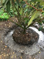 Rhodo-Pflanzung_12.jpg