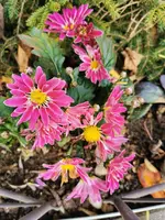 IMG_20221126_120657.webp