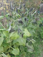 IMG_20221128_145037.jpg