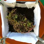 Rhizomsperre Kräuter & Stauden_08.jpg Rhizomsperre Kräuter & Stauden_08.jpg