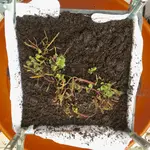 Rhizomsperre Kräuter & Stauden_09.jpg Rhizomsperre Kräuter & Stauden_09.jpg