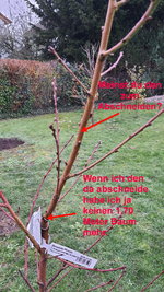 Pfirsich Uwe 20221129_130325.jpg