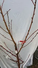 2022-11-30Pfirsich Uwe_07.webp