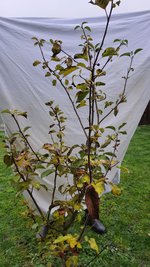 2022-11-30 Apfel Uwe_01.jpg