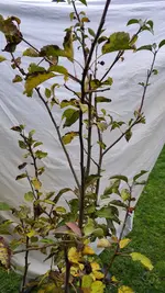 2022-11-30 Apfel Uwe_02.webp
