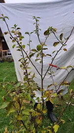 2022-11-30 Apfel Uwe_03.webp