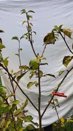 2022-11-30 Apfel Uwe_04.webp