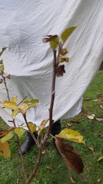2022-11-30 Apfel Uwe_06.jpg