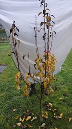 2022-11-30 Birne Uwe_01.jpg
