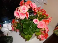 DSC02744.webp