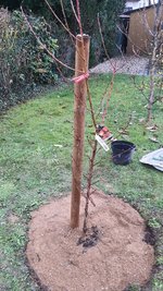 2022-12-02 Pfirsichbaum _03.jpg