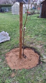 2022-12-02 Pfirsichbaum _04.jpg