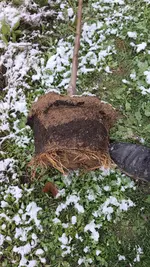 2022-12-02 Pfirsichbaumwurzel _02.webp