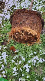 2022-12-02 Pfirsichbaumwurzel _03.webp