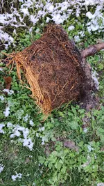 2022-12-02 Pfirsichbaumwurzel _04.webp