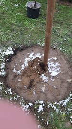 2022-12-02 Pfirsichbaumwurzel _07.jpg