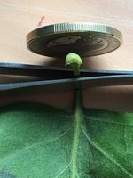 Flieder-Blatt_Fuß_02.jpg