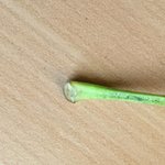 Flieder-Blatt_Fuß_03.jpg