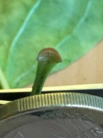 Flieder-Blatt_Fuß_05.jpg