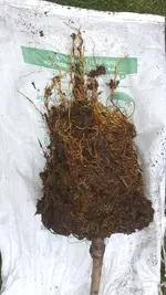 2022-12-04 Pfirsichbaumwurzel _05.webp