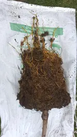 2022-12-04 Pfirsichbaumwurzel _06.webp