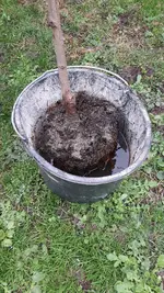 2022-12-04 Pfirsichbaumwurzel _10.webp