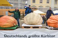 Kürbis.jpeg