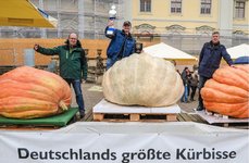 Kürbis.jpeg