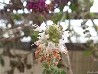 c081.webp