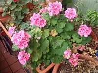 c091.webp