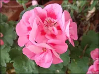 c092.webp