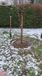 2022-12-05 Pfirsichbaum-Pflanz _01.jpg