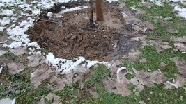 2022-12-05 Pfirsichbaum-Pflanz _03.jpg
