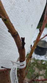 2022-12-05 Pfirsichbaum-Pflanz _04.jpg