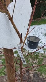 2022-12-05 Pfirsichbaum-Pflanz _07.jpg