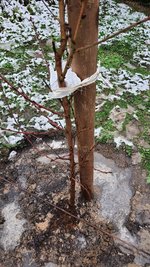 2022-12-05 Pfirsichbaum-Pflanz _09.jpg
