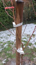 2022-12-05 Pfirsichbaum-Pflanz _11.jpg