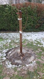 2022-12-05 Pfirsichbaum-Pflanz _12.jpg