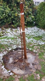 2022-12-05 Pfirsichbaum-Pflanz _13.jpg