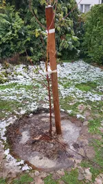 2022-12-05 Pfirsichbaum-Pflanz _13.webp
