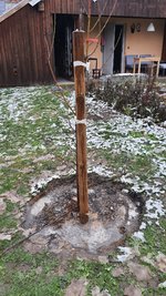 2022-12-05 Pfirsichbaum-Pflanz _14.jpg