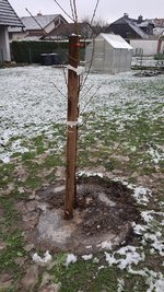 2022-12-05 Pfirsichbaum-Pflanz _15.jpg
