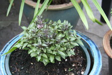 Wildbasilikum 0221.JPG