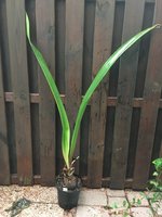 Amaryllis-A-V_0991.jpg
