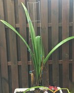 Amaryllis-Kasten_A_02.jpg