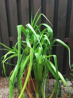 Garten-Amaryllis.jpg