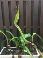 Amaryllis-Kasten_B_01.jpg